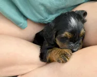 Aiden, a male Miniature Bernedoodle and Australian Labradoodle for sale in Manhattan, KS – Photo 2 of 4