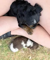 Aiden, a male Miniature Bernedoodle and Australian Labradoodle for sale in Manhattan, KS – Photo 3 of 4