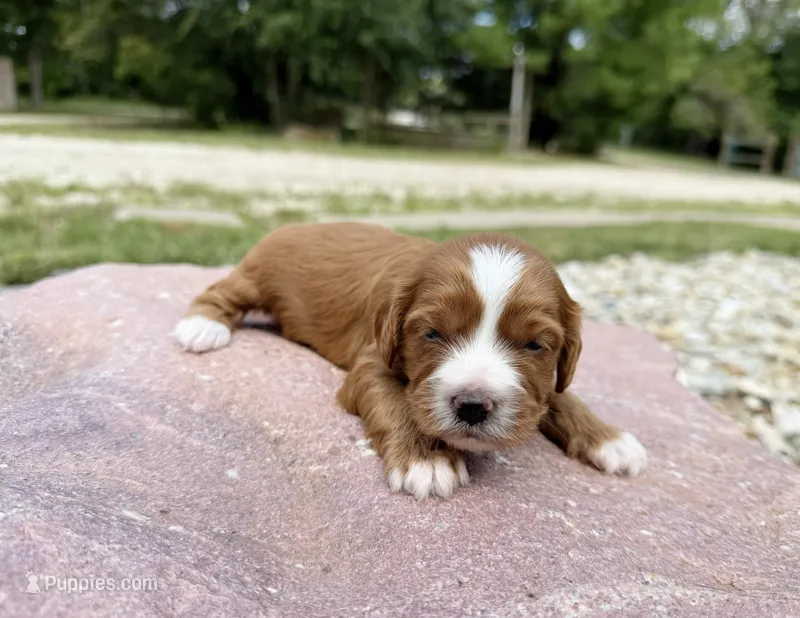 Jillian – Cavapoo, Cockapoo puppy for sale in Manhattan, KS