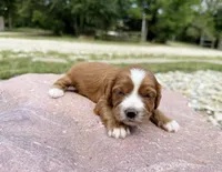 Jillian, a female Cavapoo and Cockapoo for sale in Manhattan, KS – 1 of 1