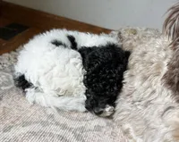 Harry F1b, a male Cavapoo for sale in Manhattan, KS – Photo 5 of 5