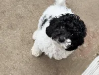 Harry F1b, a male Cavapoo for sale in Manhattan, KS – Photo 3 of 5