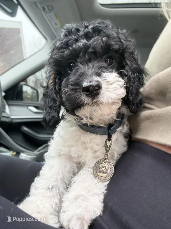 Harry F1b, a male Cavapoo for sale in Manhattan, KS – Photo 1 of 5