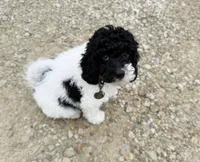 Harry F1b, a male Cavapoo for sale in Manhattan, KS – Photo 4 of 5