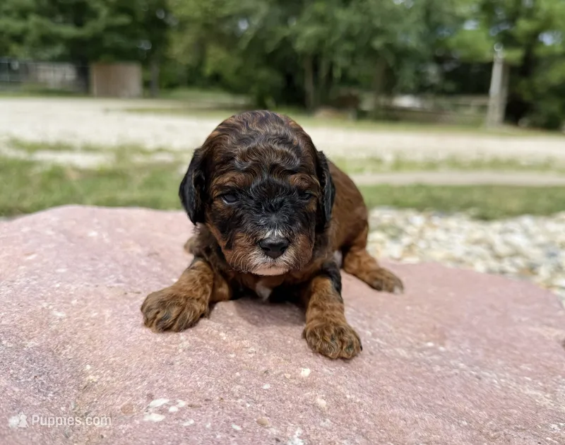 Franny – Cavapoo, Cockapoo puppy for sale in Manhattan, KS