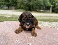 Franny, a female Cavapoo and Cockapoo for sale in Manhattan, KS – 1 of 1