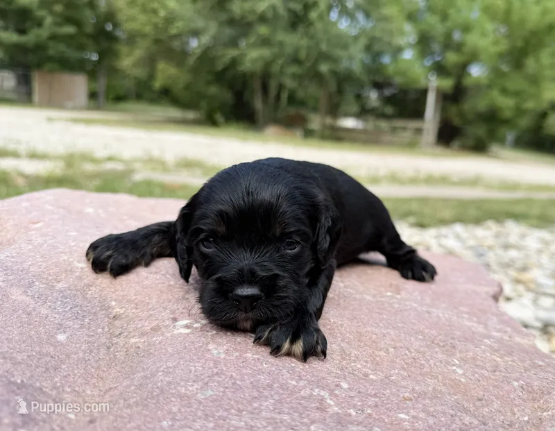 Jet – Cavapoo, Cockapoo puppy for sale in Manhattan, KS