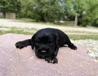 Jet, a female Cavapoo and Cockapoo for sale in Manhattan, KS – 1 of 1