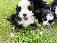 Kove - blue eye, a female Miniature Bernedoodle for sale in Manhattan, KS – 3 of 3