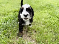 Piper, a female Miniature Bernedoodle for sale in Manhattan, KS – 4 of 4