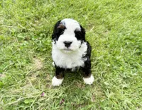 Valley, a female Miniature Bernedoodle for sale in Manhattan, KS – 2 of 3