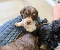 Sundae, a male Miniature Dachshund for sale in Manhattan, KS – Photo 2 of 4