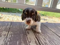 Sundae, a male Miniature Dachshund for sale in Manhattan, KS – Photo 1 of 4