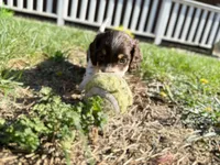 Sundae, a male Miniature Dachshund for sale in Manhattan, KS – Photo 3 of 4