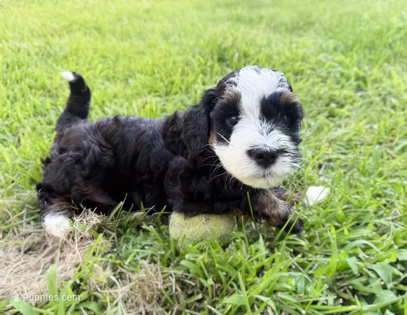 Piper – Miniature Bernedoodle puppy for sale in Manhattan, KS