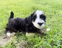 Piper, a female Miniature Bernedoodle for sale in Manhattan, KS – 1 of 4