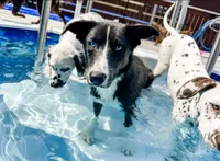 Borsky 1 blue eye, a male Border Collie and Siberian Husky for sale in Manhattan, KS – Photo 3 of 6