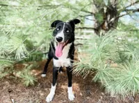 Borsky 1 blue eye, a male Border Collie and Siberian Husky for sale in Manhattan, KS – Photo 5 of 6