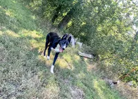 Borsky 1 blue eye, a male Border Collie and Siberian Husky for sale in Manhattan, KS – Photo 2 of 6