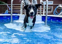 Borsky 1 blue eye, a male Border Collie and Siberian Husky for sale in Manhattan, KS – Photo 1 of 6