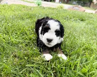 Valley, a female Miniature Bernedoodle for sale in Manhattan, KS – 3 of 3