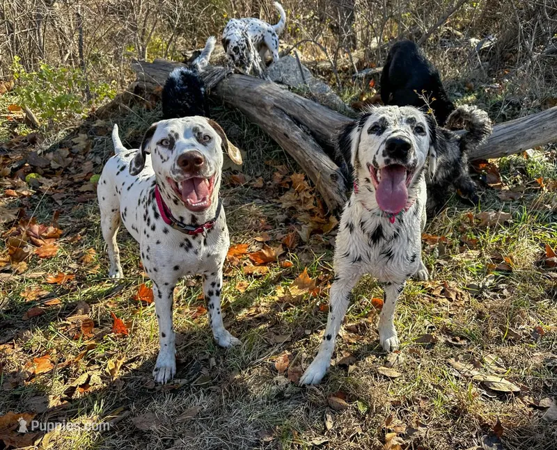 Guardian/Co-Own Near KS, a female Dalmatian for sale in Manhattan, KS – Photo 1 of 8
