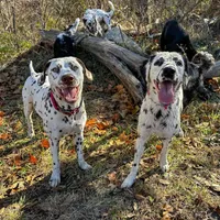 Guardian/Co-Own Near KS, a female Dalmatian for sale in Manhattan, KS – Photo 1 of 8