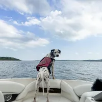 Guardian/Co-Own Near KS, a female Dalmatian for sale in Manhattan, KS – Photo 8 of 8