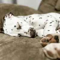 Guardian/Co-Own Near KS, a female Dalmatian for sale in Manhattan, KS – Photo 4 of 8