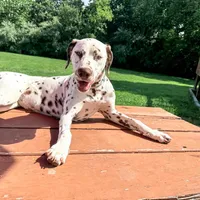 Guardian/Co-Own Near KS, a female Dalmatian for sale in Manhattan, KS – Photo 7 of 8
