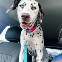 Guardian/Co-Own Near KS, a female Dalmatian for sale in Manhattan, KS – Photo 2 of 8
