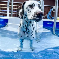 Guardian/Co-Own Near KS, a female Dalmatian for sale in Manhattan, KS – Photo 3 of 8