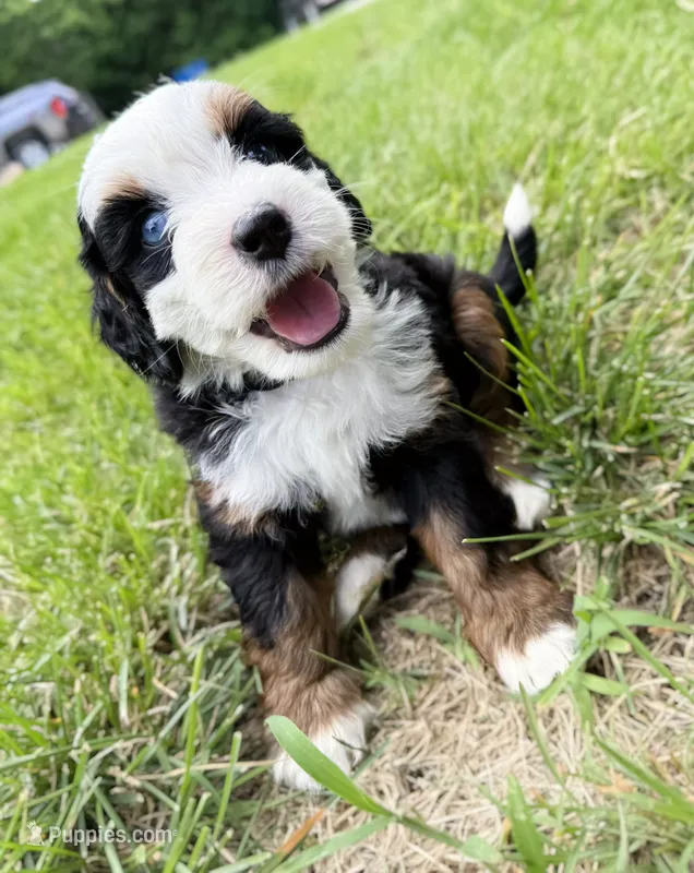 Kove - blue eye – Miniature Bernedoodle puppy for sale in Manhattan, KS