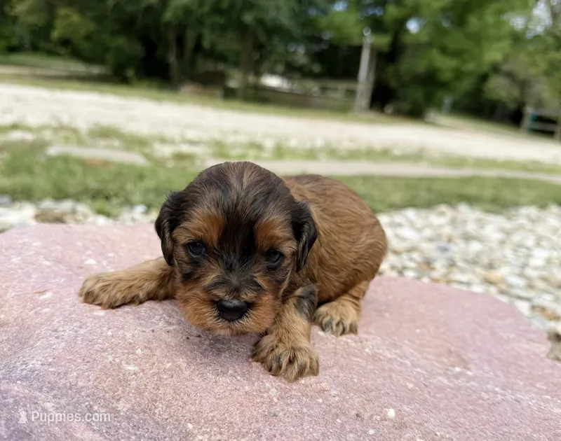 Sally – Cavapoo, Cockapoo puppy for sale in Manhattan, KS