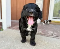 Lucy, a female Miniature Bernedoodle and Australian Labradoodle for sale in Manhattan, KS – Photo 1 of 2