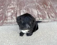 Lucy, a female Miniature Bernedoodle and Australian Labradoodle for sale in Manhattan, KS – Photo 2 of 2