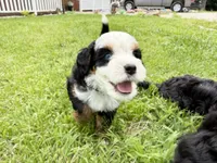 Kove - blue eye, a female Miniature Bernedoodle for sale in Manhattan, KS – 2 of 3