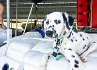 LUA + LC + Pro Trained, a female Dalmatian for sale in Manhattan, KS – Photo 3 of 4