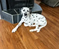 LUA + LC + Pro Trained, a female Dalmatian for sale in Manhattan, KS – Photo 1 of 4