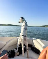 LUA + LC + Pro Trained, a female Dalmatian for sale in Manhattan, KS – Photo 4 of 4