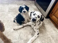 LUA + LC + Pro Trained, a female Dalmatian for sale in Manhattan, KS – Photo 2 of 4