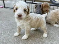 Ariel Mini, a female Australian Labradoodle for sale in Manhattan, KS – Photo 1 of 3