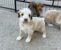 Ariel Mini, a female Australian Labradoodle for sale in Manhattan, KS – Photo 3 of 3