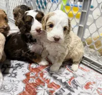 Ariel Mini, a female Australian Labradoodle for sale in Manhattan, KS – Photo 2 of 3