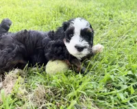 Piper, a female Miniature Bernedoodle for sale in Manhattan, KS – 3 of 4