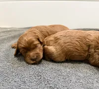 Toy F1b, a female Cavapoo for sale in Manhattan, KS – Photo 1 of 2