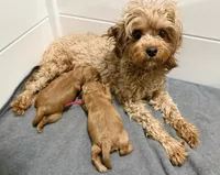 Toy F1b, a female Cavapoo for sale in Manhattan, KS – Photo 2 of 2