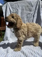 Leo, a male Cockapoo for sale in Sacramento, CA – 3 of 4