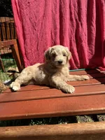 Daisy, a female Cockapoo for sale in Sacramento, CA – 2 of 4