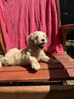 Daisy, a female Cockapoo for sale in Sacramento, CA – 4 of 4